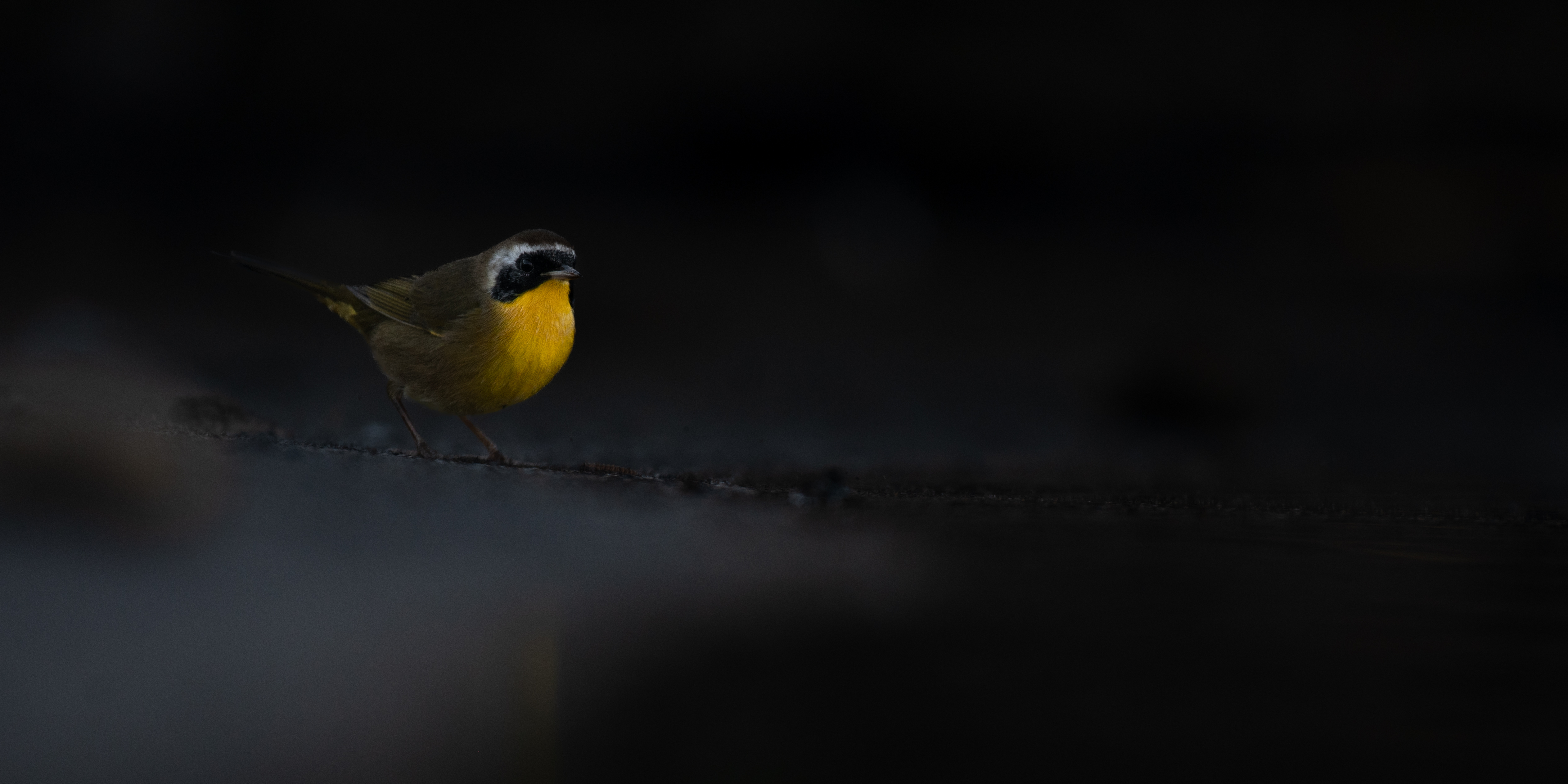 Common yellowthroat